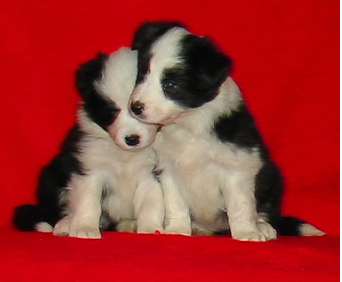 Festivo Zinnia ja Zoya, 5 vko